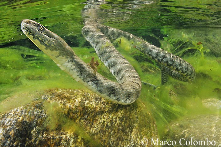 Natrix underwater